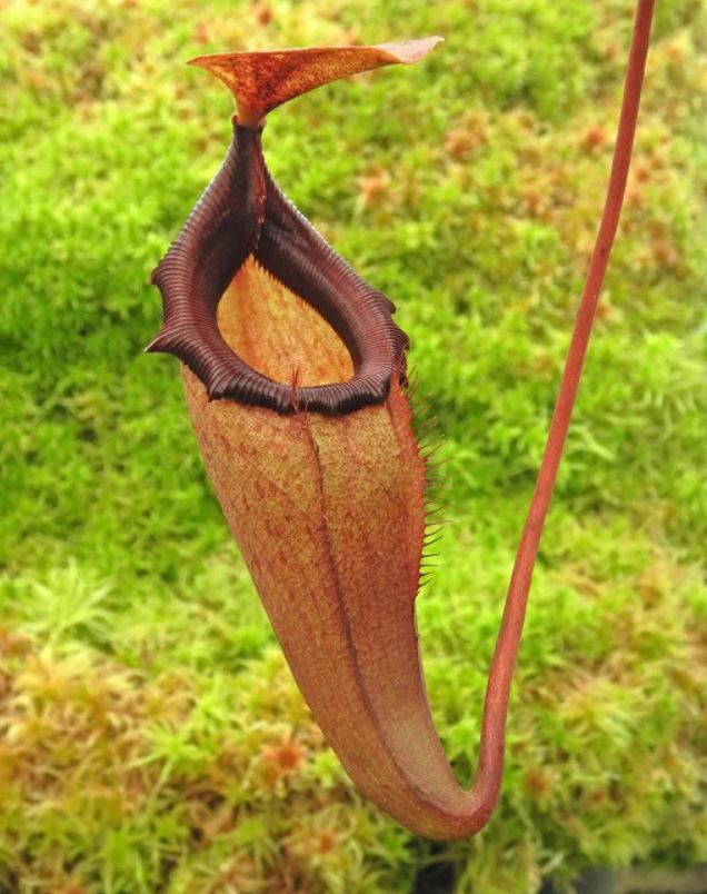 Nepenthes Rajah x Flava BE-4604 PRE-ORDER