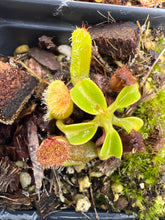 Load image into Gallery viewer, Nepenthes Pulchra X Truncata?
