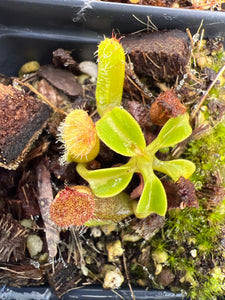 Nepenthes Pulchra X Truncata?