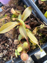Load image into Gallery viewer, Nepenthes spec Anipahan PTE-034
