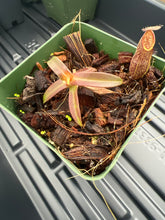Load image into Gallery viewer, Nepenthes Nigra BE-4607
