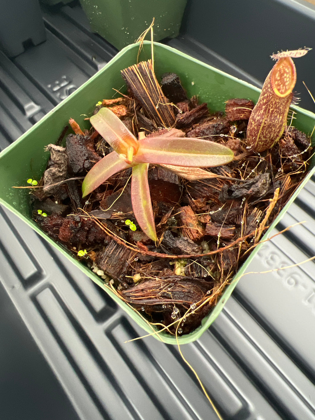 Nepenthes Nigra BE-4607