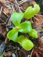 Load image into Gallery viewer, Nepenthes macrophylla (Gunung Sinsing) PTE-049
