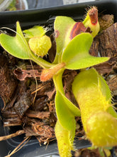 Load image into Gallery viewer, Nepenthes Truncata HL (striped and hairy clone) PTE-017

