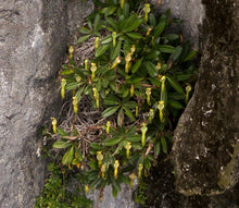 Load image into Gallery viewer, Small plant with yellow flowers growing between rocks
