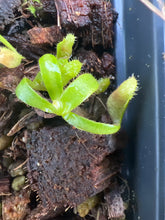Load image into Gallery viewer, Nepenthes appendiculata PTE-066
