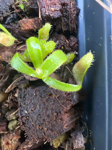 Nepenthes appendiculata PTE-066