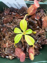 Load image into Gallery viewer, Nepenthes villosa x robcantleyi BE-4079
