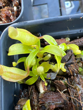 Load image into Gallery viewer, Nepenthes Inermis G. Talang PTE-047
