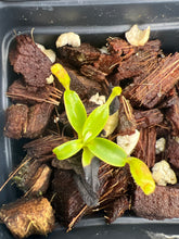 Load image into Gallery viewer, Nepenthes Harryana Mt. Tambuyukon PTE-019
