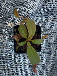 Nepenthes Truncata “Titanic Tyrant” X Peltata PTE-036 RSC