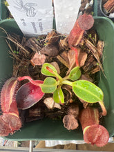 Load image into Gallery viewer, Nepenthes Robcantleyi X Palawanensis BE-4591
