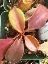Load image into Gallery viewer, Nepenthes Rajah x Veitchii 'Gold Rush' BE-4603 seedgrown
