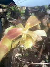 Load image into Gallery viewer, Nepenthes Veitchii striped x green PTE-041
