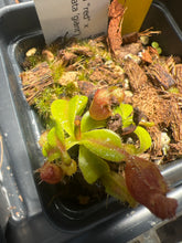 Load image into Gallery viewer, Nepenthes ventricosa "red" X (lowii x truncata 'giant') PTE-055
