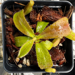 Nepenthes Veitchii bario squat x candy RSC PTE-040