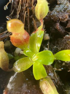 Nepenthes Villosa ABG