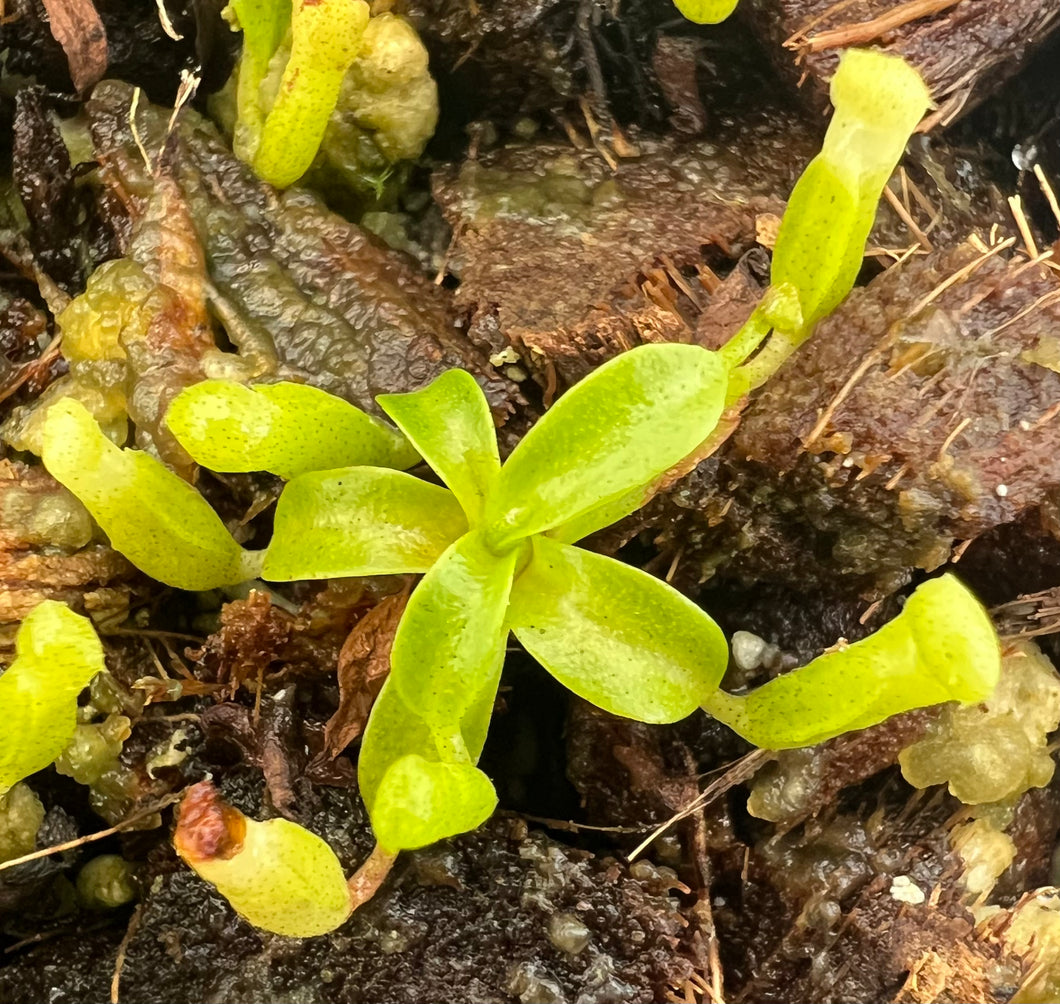 Nepenthes maryae? PTE-062