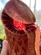 Load image into Gallery viewer, Nepenthes peltata x villosa PTE-076
