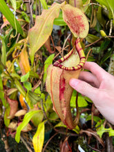 Load image into Gallery viewer, Nepenthes Sumatrana BE-4540
