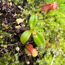 Load image into Gallery viewer, Nepenthes Edwardsiana Tambuyukon PTE-019
