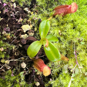 Nepenthes Edwardsiana Tambuyukon PTE-019