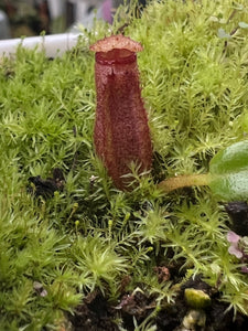 Nepenthes Edwardsiana Tambuyukon PTE-019