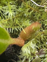 Load image into Gallery viewer, Nepenthes Edwardsiana Tambuyukon PTE-019
