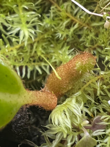Nepenthes Edwardsiana Tambuyukon PTE-019