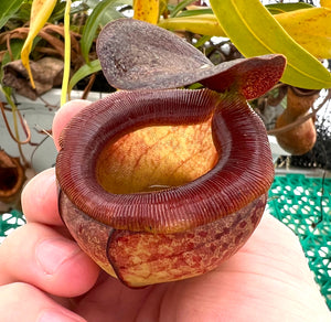 Photo of mature pitcher from N. Tenuis