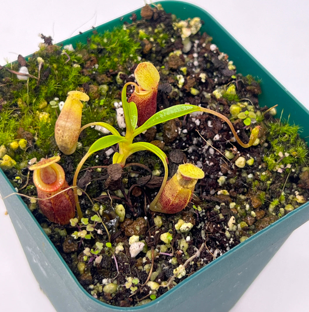 XS size, potted in 3