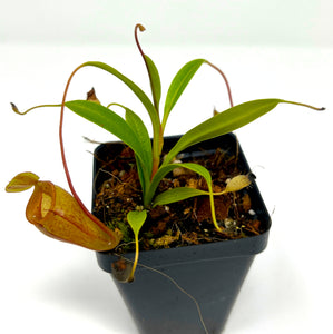 Medium size, potted in 2.5" pot