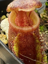 Load image into Gallery viewer, Pitcher from plant
