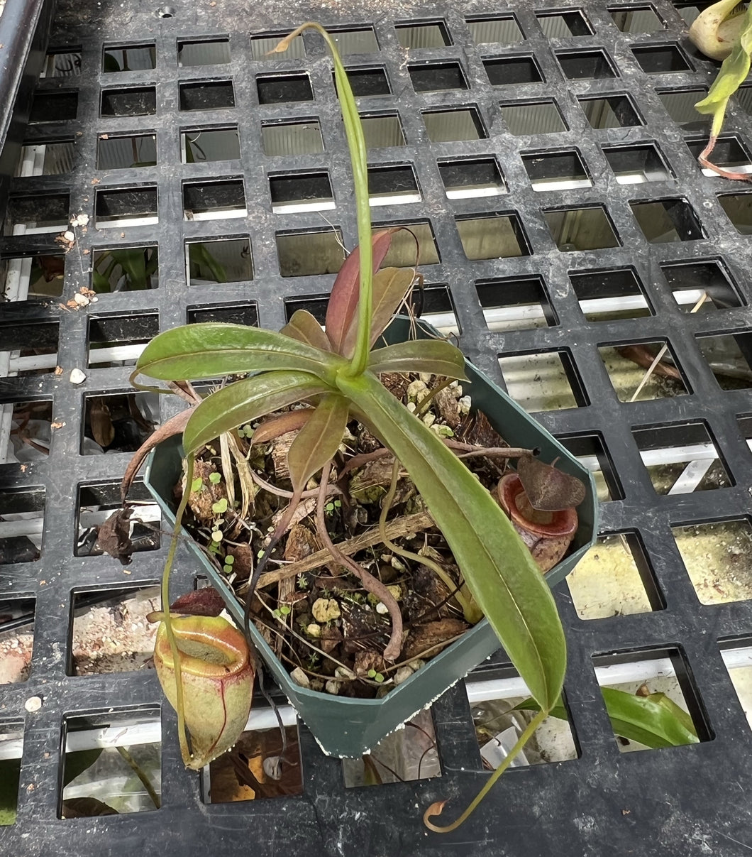 plant for sale