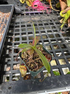 plant for sale