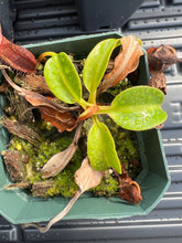 Load image into Gallery viewer, Nepenthes Trusmadiensis X Robcantleyi BE-4018

