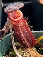 Load image into Gallery viewer, Nepenthes Trusmadiensis X Robcantleyi BE-4018

