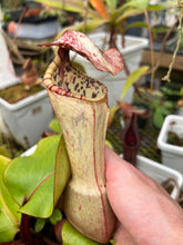 Load image into Gallery viewer, Nepenthes Clipeata PTE-045
