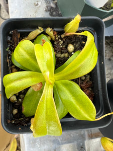 Nepenthes Ventricosa X Villosa PTE-031