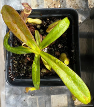 Load image into Gallery viewer, Nepenthes Sericea PTE-028

