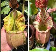 Load image into Gallery viewer, Nepenthes Veitchii squat x candy ISC PTE-040

