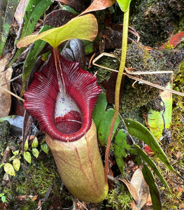 Nepenthes Ovata (Delleng Simpon, Sumatra) PTE-032