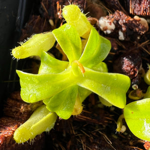 Nepenthes Ventricosa C X "Porcelain giant" WB PTE-035