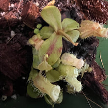 Load image into Gallery viewer, Nepenthes Phillipinensis (Rio Tuba Mine) clump 3”
