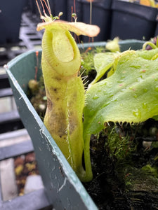 Nepenthes mirabilis var echinostoma Sajingan form PTE-044