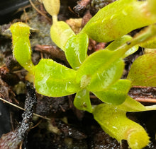 Load image into Gallery viewer, Nepenthes kinabaluensis x villosa? Tambuyukon PTE-051
