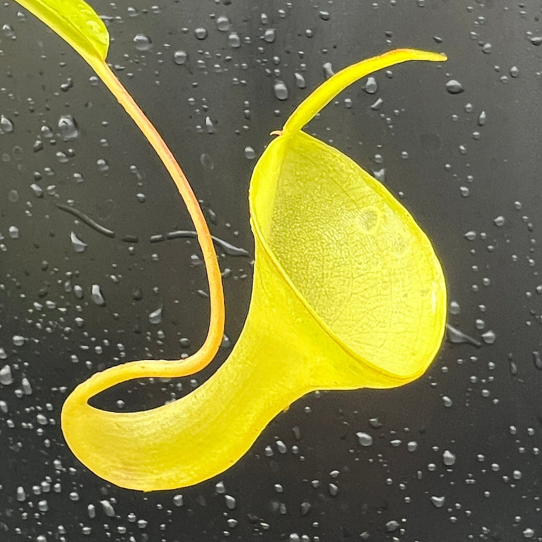 Nepenthes Inermis G. Talang PTE-047