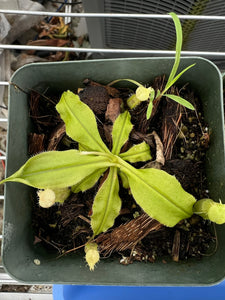 Nepenthes mirabilis var echinostoma Sajingan form PTE-044