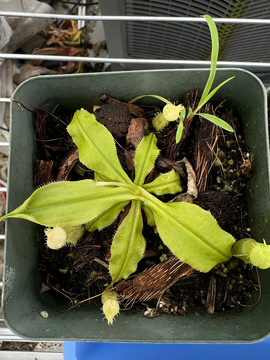 Nepenthes mirabilis var echinostoma Sajingan form PTE-044