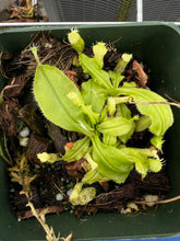 Load image into Gallery viewer, Nepenthes mirabilis var echinostoma Sajingan form PTE-044
